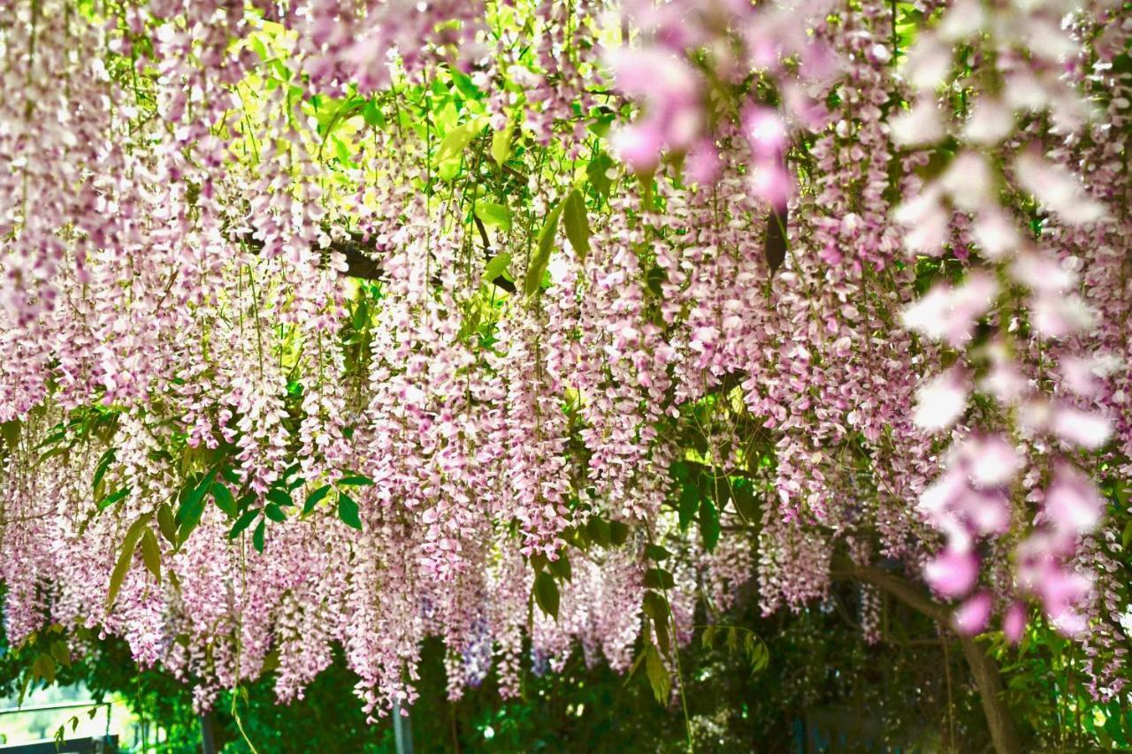 B&B Il Giardino Stellato Vieste Dış mekan fotoğraf